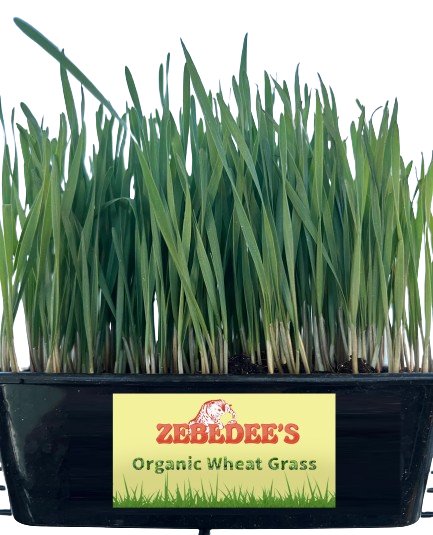 Zebedee's Organic Wheat Spelt Cat Grass - Zebedee's Pet Products